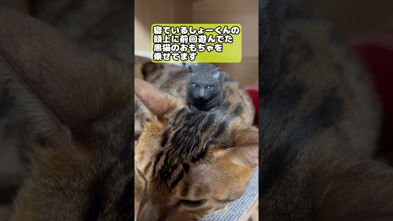 【猫】気づいてほしい、、、！ #cat #kawaii #ベンガル