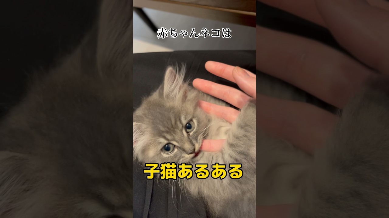 これって猫あるある…？ #つまみちゃん #ラガマフィン #かわいい #kitten #猫 #cat #子ねこ #shorts