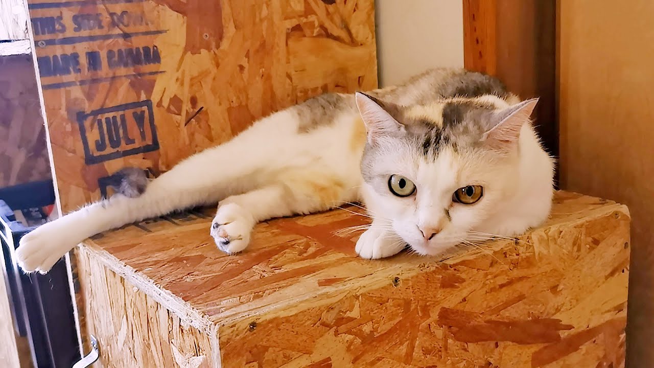 ネコ吉もお部屋の外から見守ってくれていました😸【道路のずぶ濡れ子猫保護6日目】