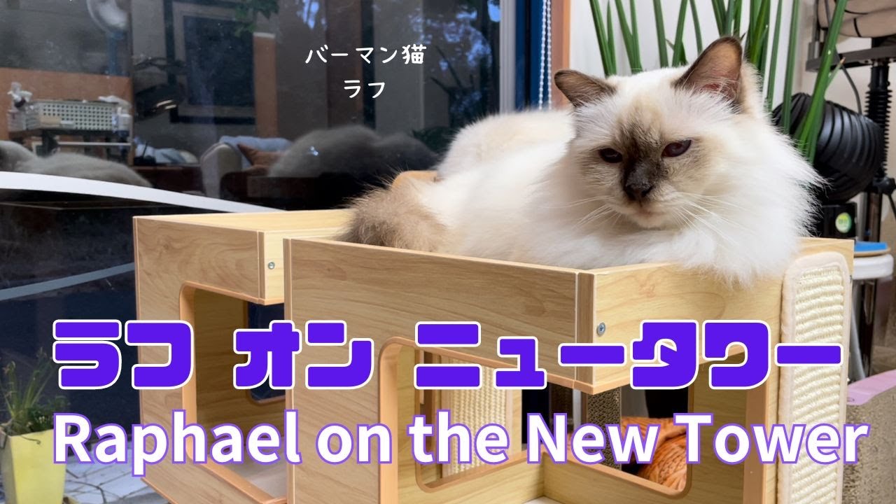 バーマン猫ラフとミカ【ラフ オン ニュータワー】Raphael on the New Tower（バーマン猫）Birman/Cat