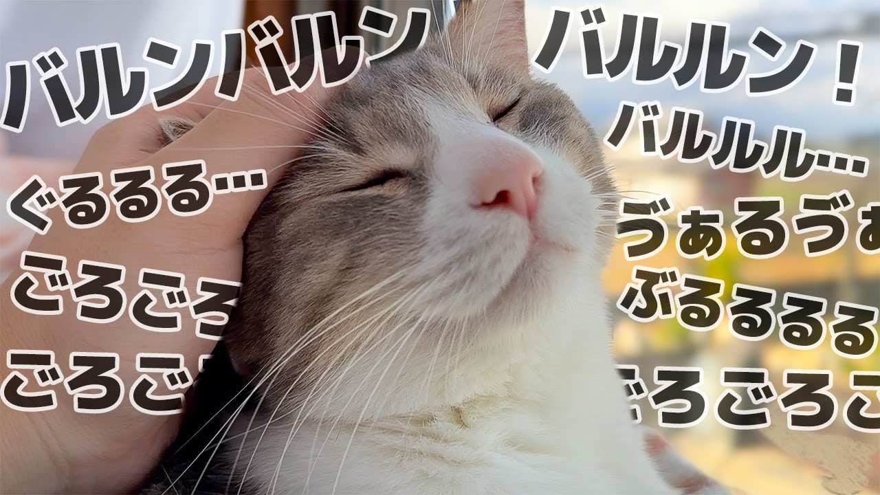 自分を拾った人間に撫でられて喉からありとあらゆる音が出てしまう元捨て猫が可愛すぎましたwww