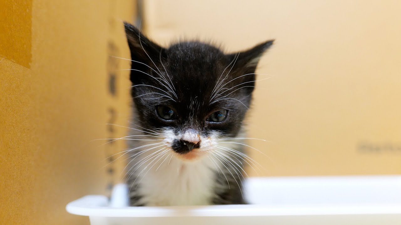 子猫のうんちが大きくなりました🐈💩【道路のずぶ濡れ子猫保護6日目】