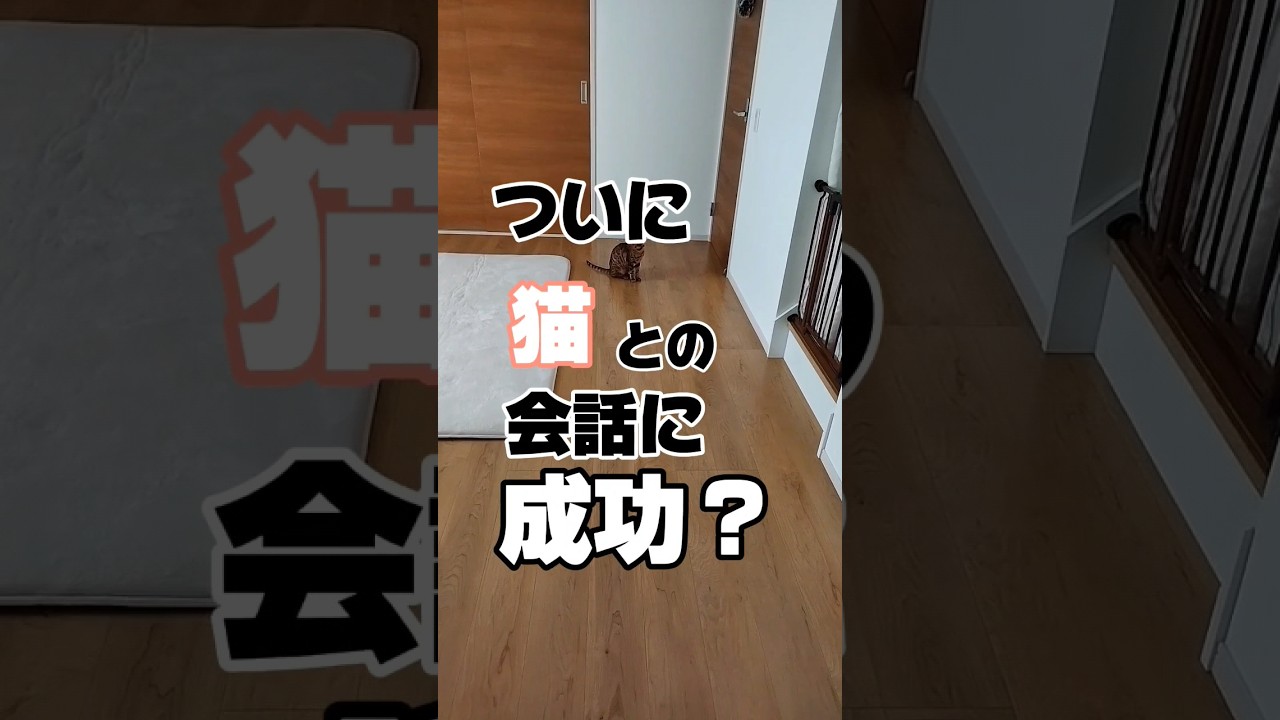 ついに猫との会話に成功か！？#shorts #cat #猫 #ベンガル