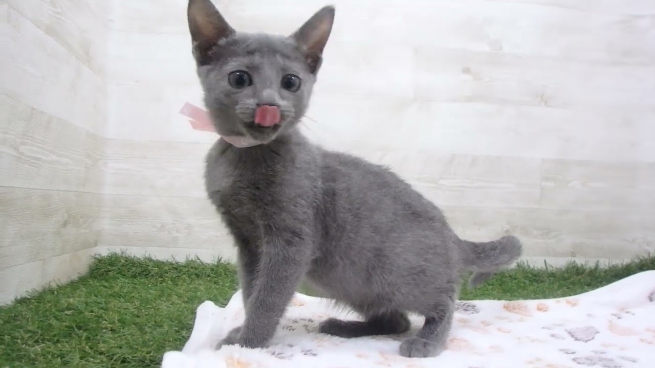 Coo&RIKU　No00658761 ロシアンブルー