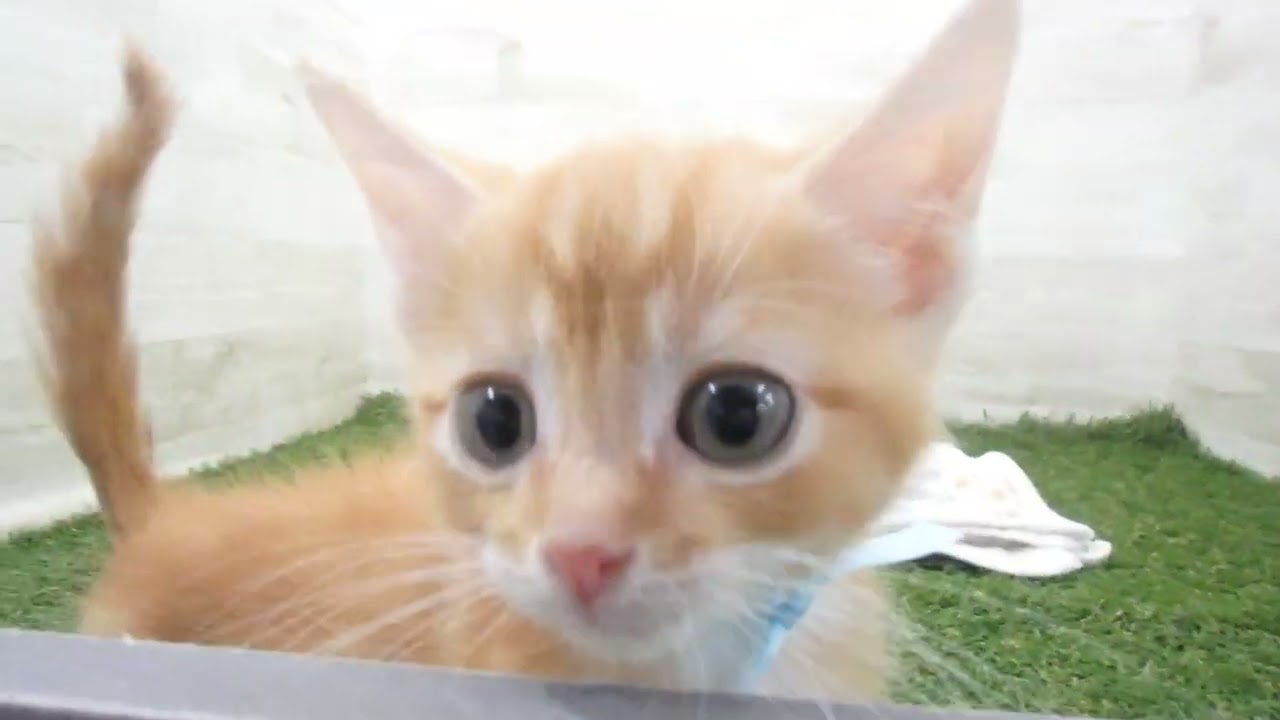 Coo&RIKU　No00658738 アメリカンカール