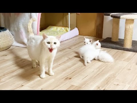 子供を守ろうとする母猫