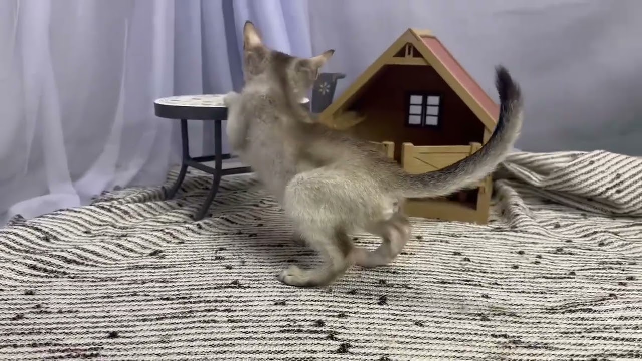 2023/9/12生まれ シンガプーラの女の子