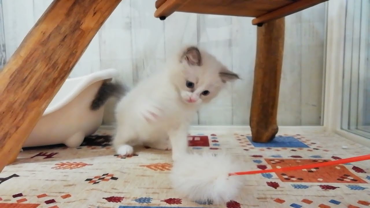 ラグドール　女の子　2023/9/27生まれ