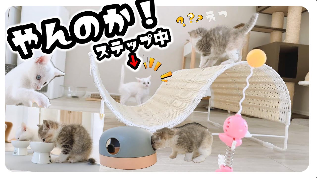 子猫がみんなに「やんのか！」ステップ★新しいおもちゃに夢中になるも後輩猫の方が気になるようです【保護猫生活39日目】