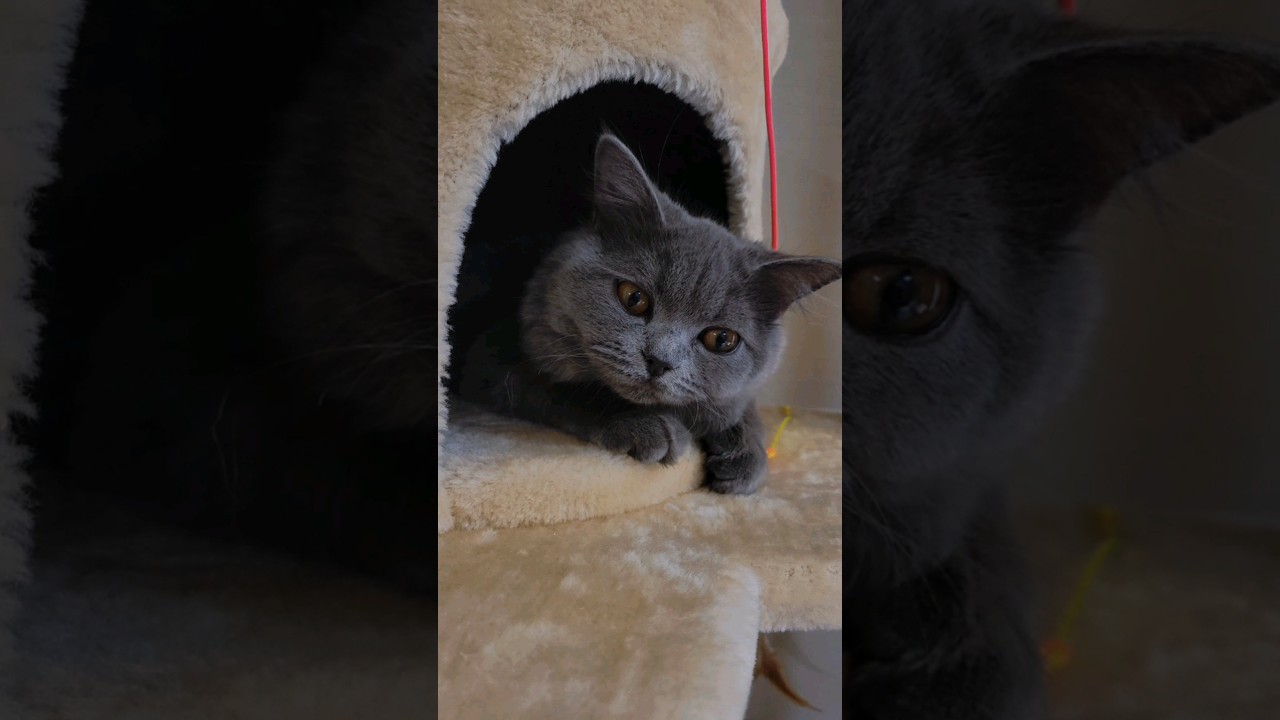 6ヶ月の子猫から2歳の女王🐱【サイベリアン・キキのKIKICHANNEL】 #サイベリアン #猫 #shorts