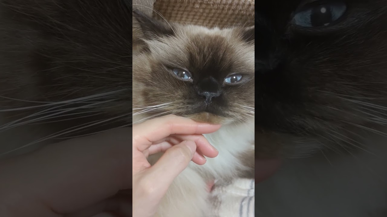 あごで遊ばれる猫 #cat #ヒマラヤン #ねこ