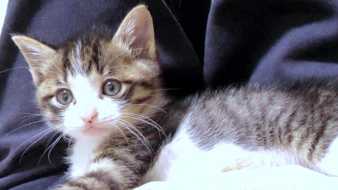 初めてのおもちゃ遊びが楽しくて疲れるまで遊んだ子猫達【赤ちゃん猫　保護猫】
