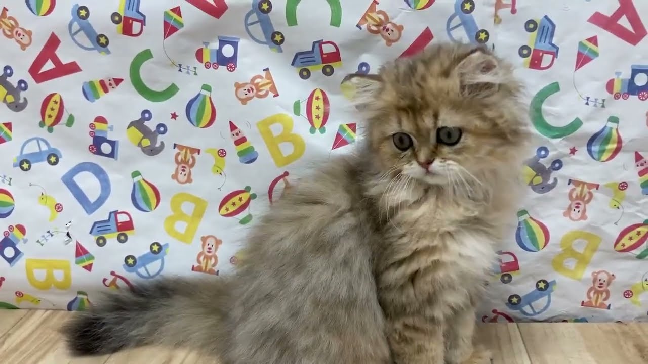 ペットショップcoo&riku No.656248　ペルシャ