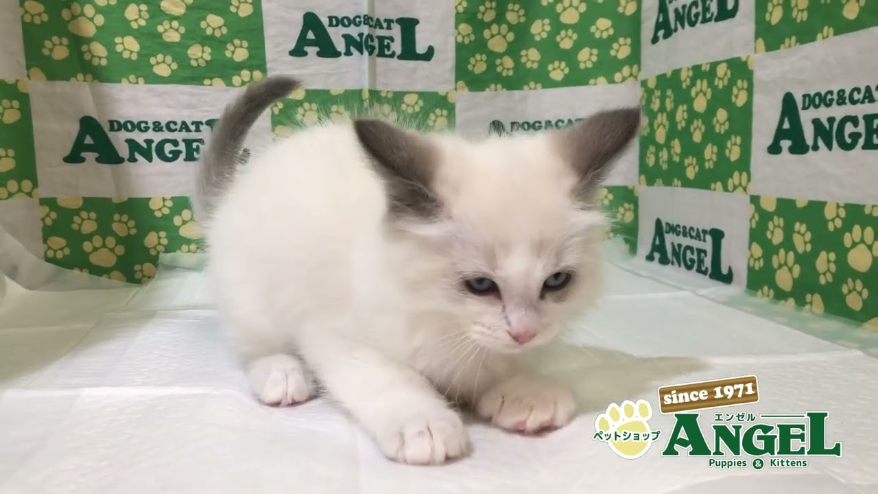 ラグドール 2311081 【ペットショップエンゼル　子犬・子猫販売】