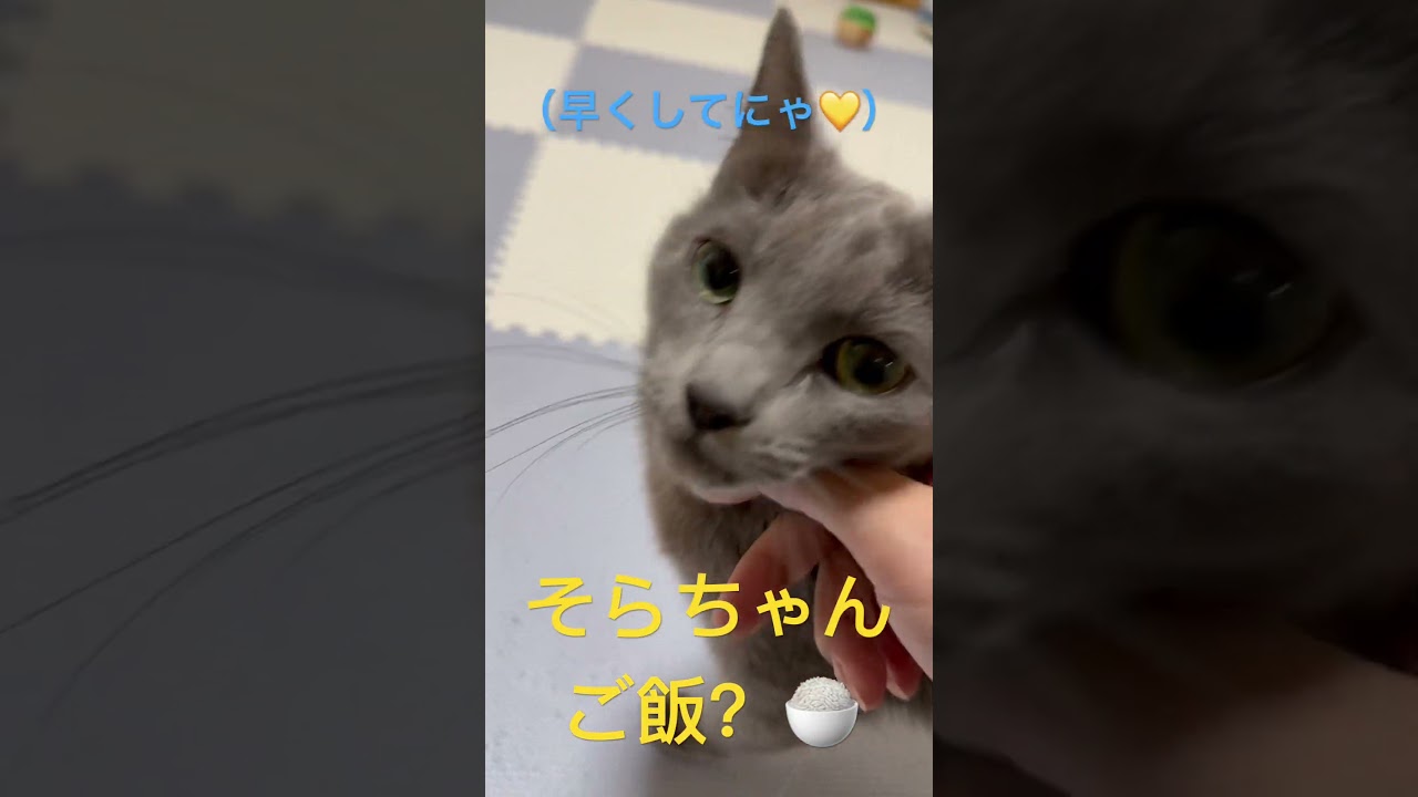 ご飯準備を急かす可愛い猫💛（ロシアンブルー）#shorts