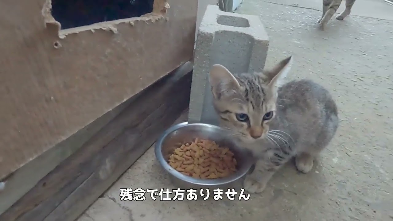 とら吉とチャコの子猫、トミちゃんが虹の橋をわたり旅立っていきました