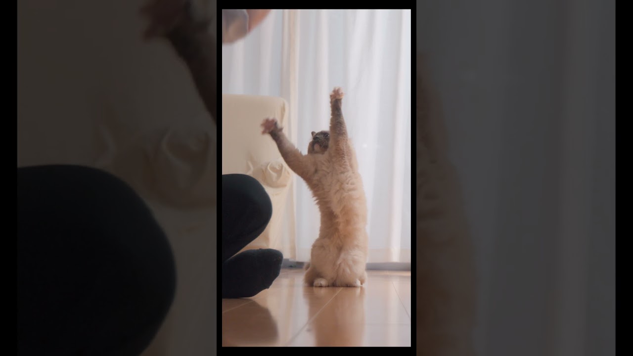 12/8　今日のダイジェスト　#猫 #ラグドール #ragdollcat