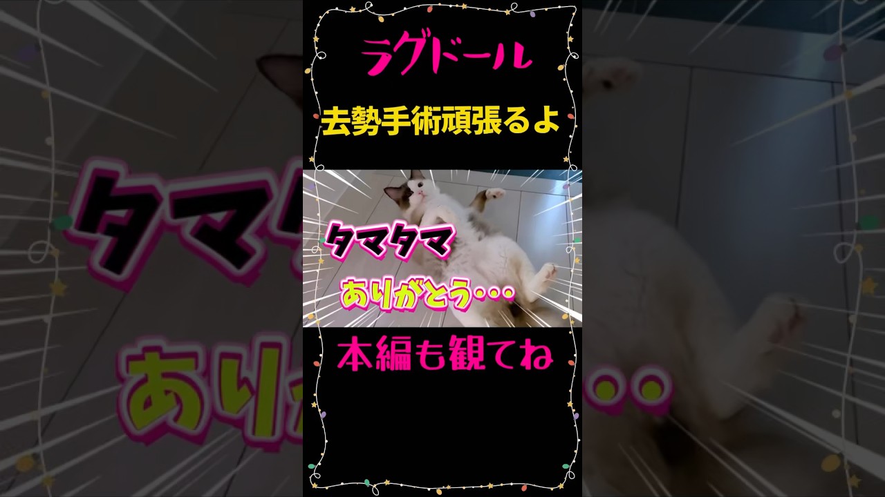 【猫動画】ギンちゃん去勢手術ガンバレ〜🔥#shorts #猫#ラグドール