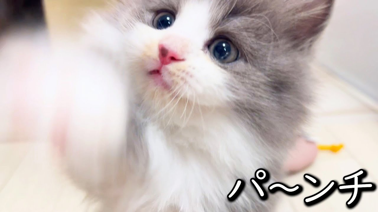 【マンチカンの子猫】子猫にはマタタビ並みの効果があるネズミの件 ∼猫のいる生活Vol.856~ 出産動画 マンチカン短足・ミヌエット・ペルシャ猫専門ブリーダー『ペット蔵人』【子猫の成長記録】