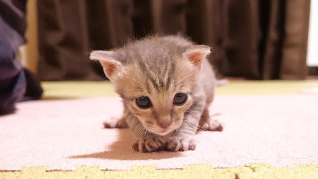 子猫が一緒に遊ぼうとかわいいポーズでおじにお願いしてくるも、すぐに飽きてしまい寝ることに【赤ちゃん猫　保護猫】