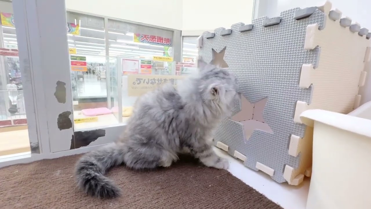 2023.12.05　シルバータビーのラガマフィンちゃん♡
