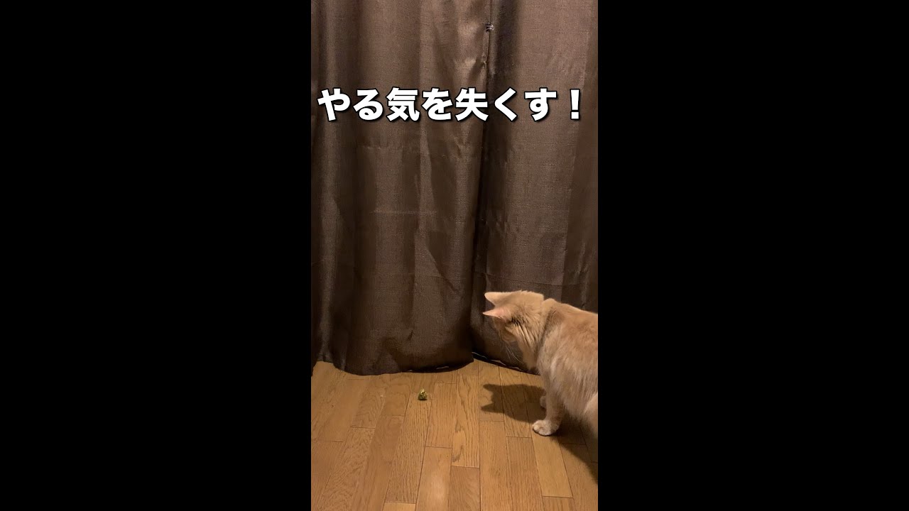 【ソマリ猫】ボールを投げたら、失敗し顔で受けちゃったシンバくん！#Shorts