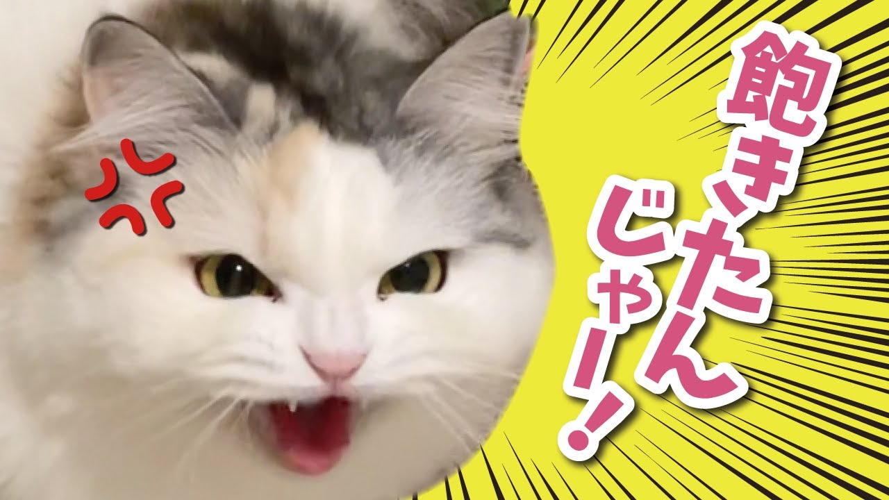猫ってほんまこうゆうとこあるよねぇぇぇ！？！！？【関西弁でしゃべる猫】【猫アテレコ】