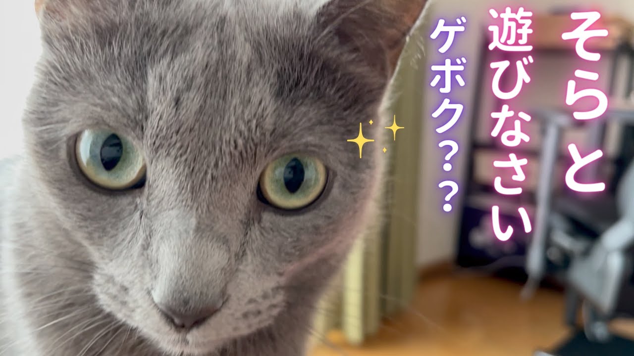 「下僕ごっこ」について教えます（ロシアンブルー）