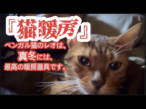 No.0612【猫暖房】ベンガル猫のレオは、真冬には最高の暖房器具です。