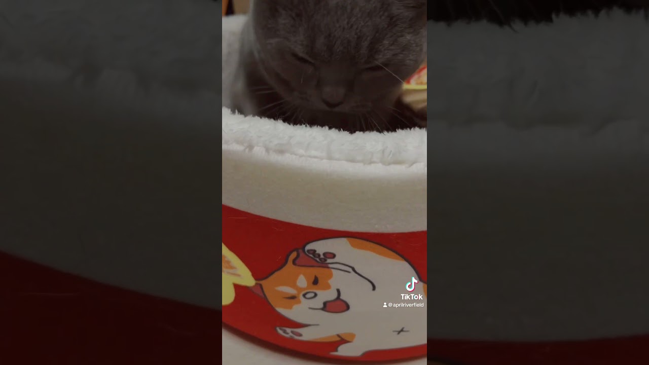 メイちゃんのふみふみビート     #シャルトリュー #japan #kawaii #猫のいる暮らし #猫 #cat #pets #シャルトリュー #ねこ #chartreux