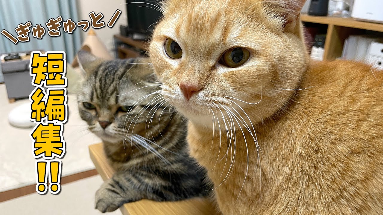 山の天気のごとく機嫌が変わる兄猫！他【ぎゅぎゅっと可愛い短編集】