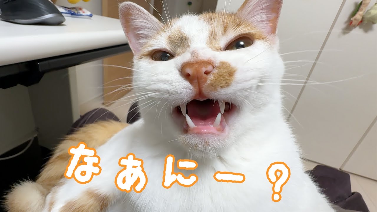 ママの膝の上でお返事する子猫が可愛い…！