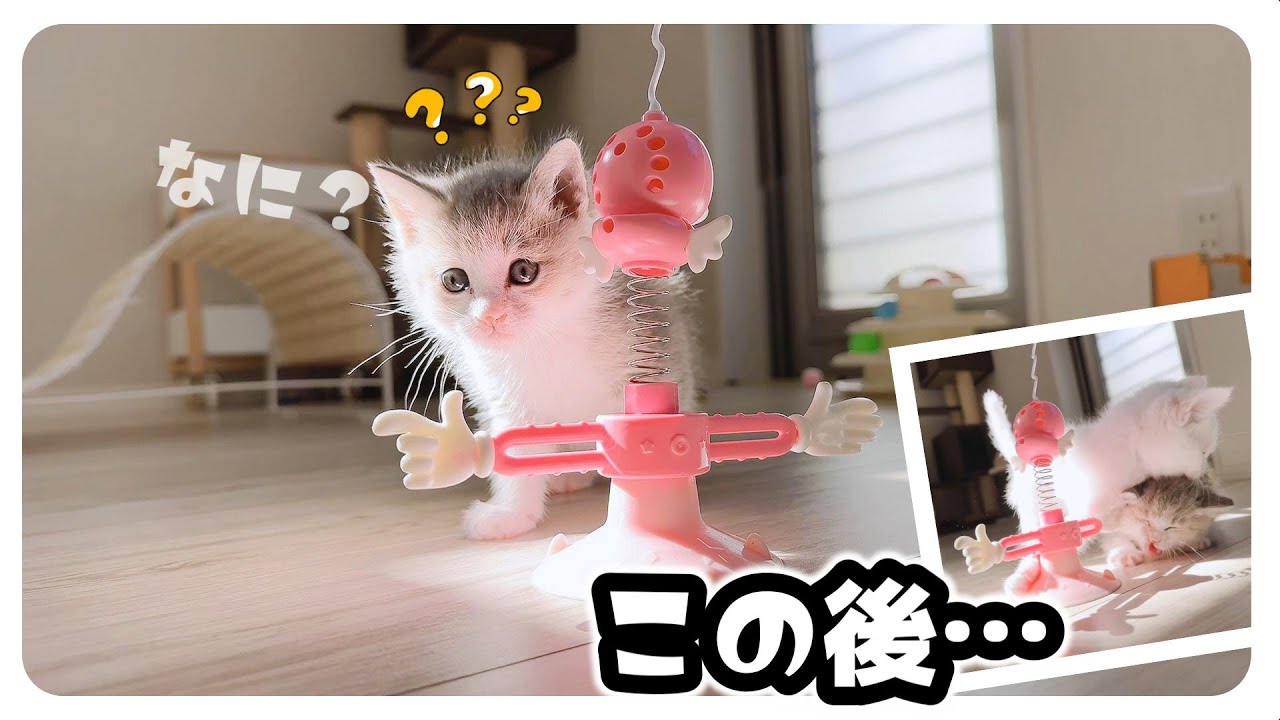 ミルクを器から飲むとおひげができる子猫【保護猫生活39日目】