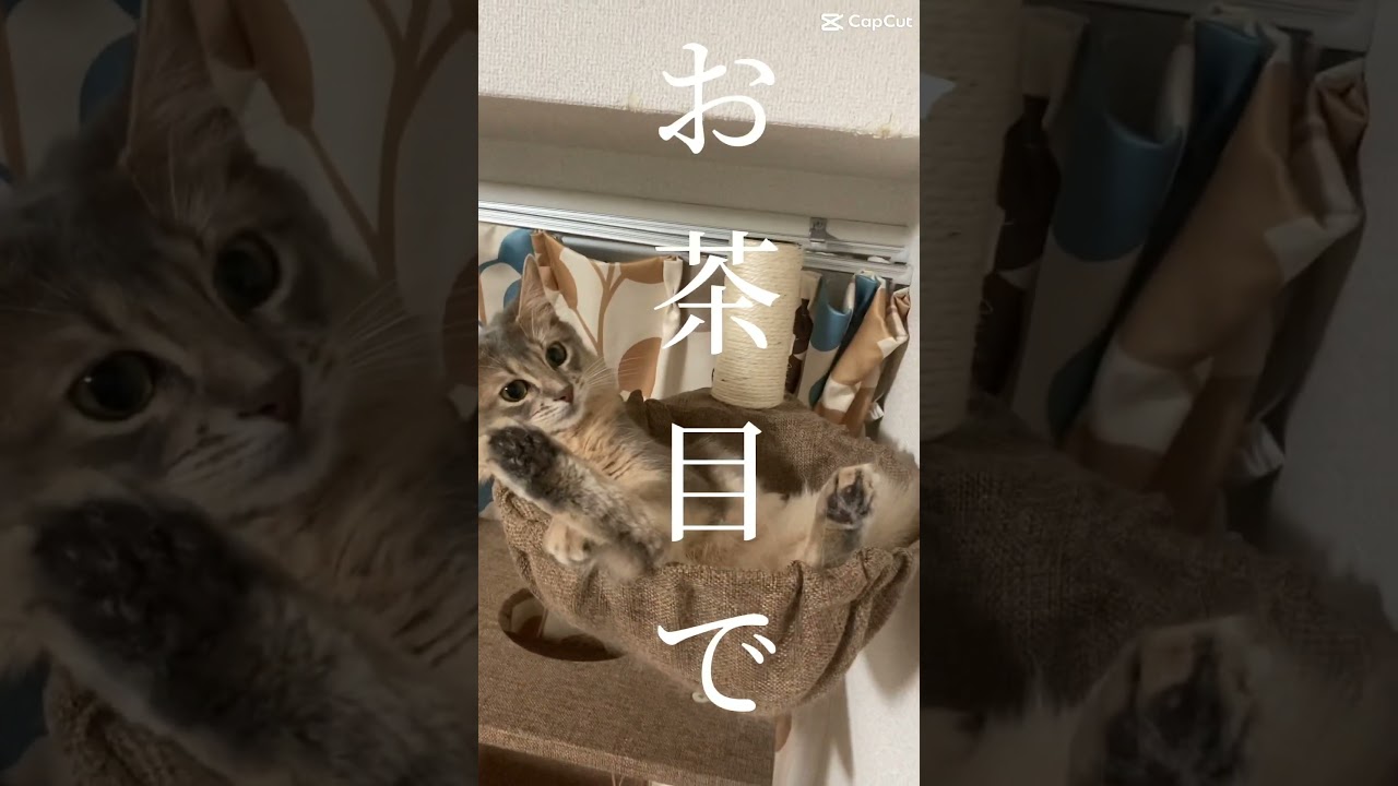 #cat #猫 #ソマリ #情熱大陸