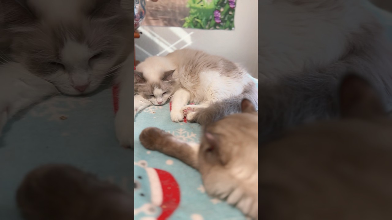 顔を見合わせながら寝るラグドールのラブラブ💓カップル  #猫 #cat #shortsfeed