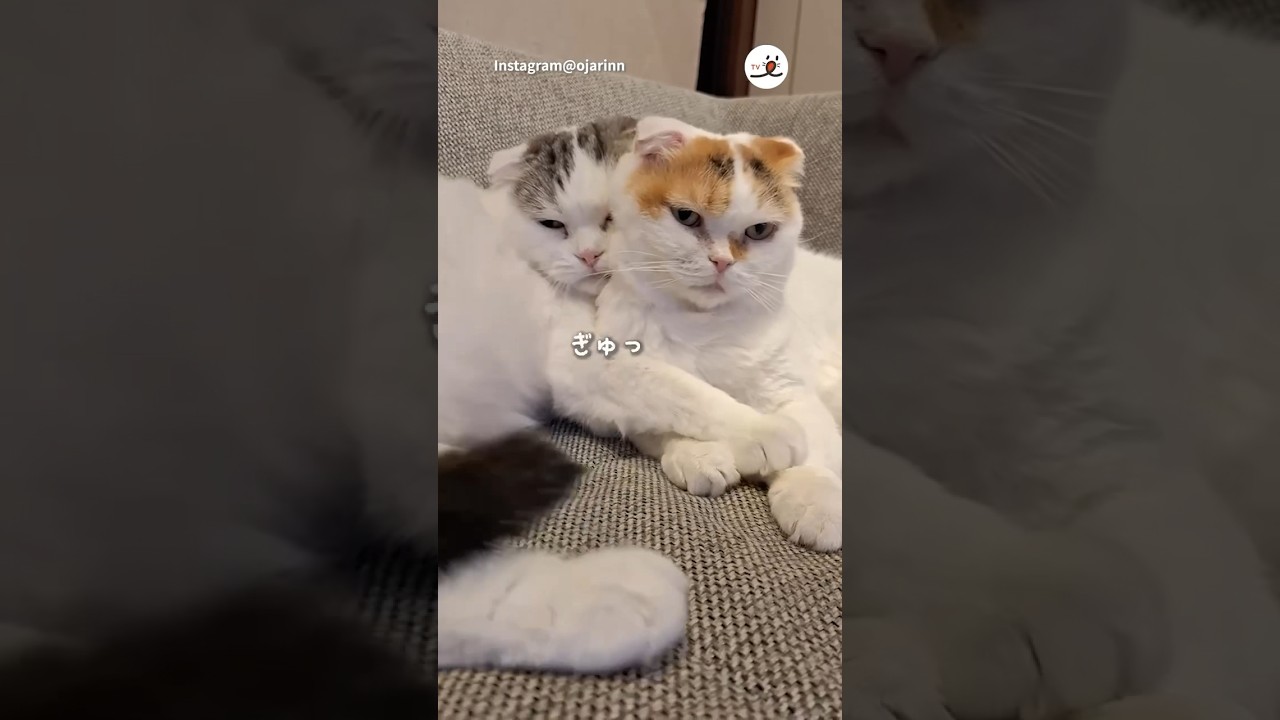 もうっ！くっつきたいの！｜PECO #スコティッシュフォールド #猫 #愛猫家 #猫のいる暮らし  #scottishfold #cat #catlover #catlife