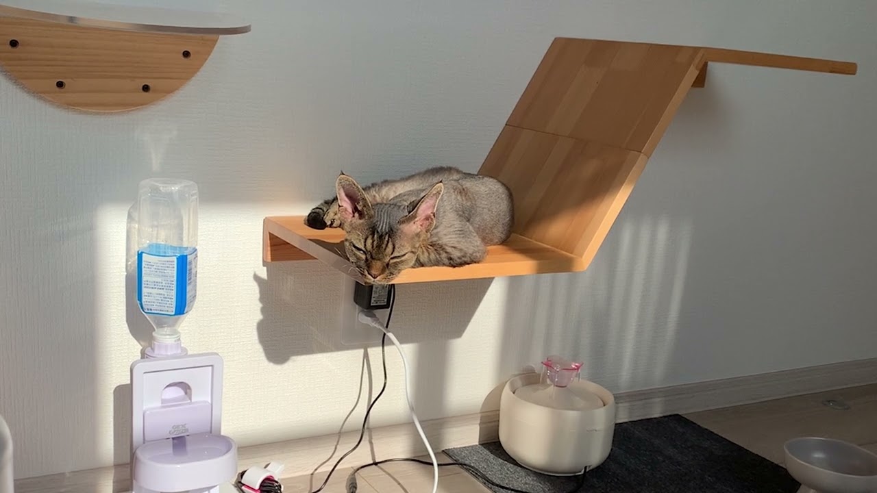 デボンレックス弟が新しい日向ぼっこ場所を見つけました(Devon Rex cat has found a new place for basking in the sun)