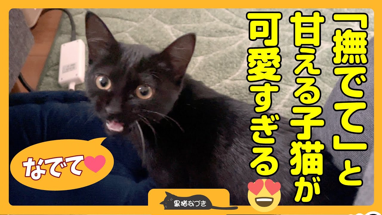 子猫がかわいく甘えながら「撫でて！」って話してくるんです。もう全面降伏です。