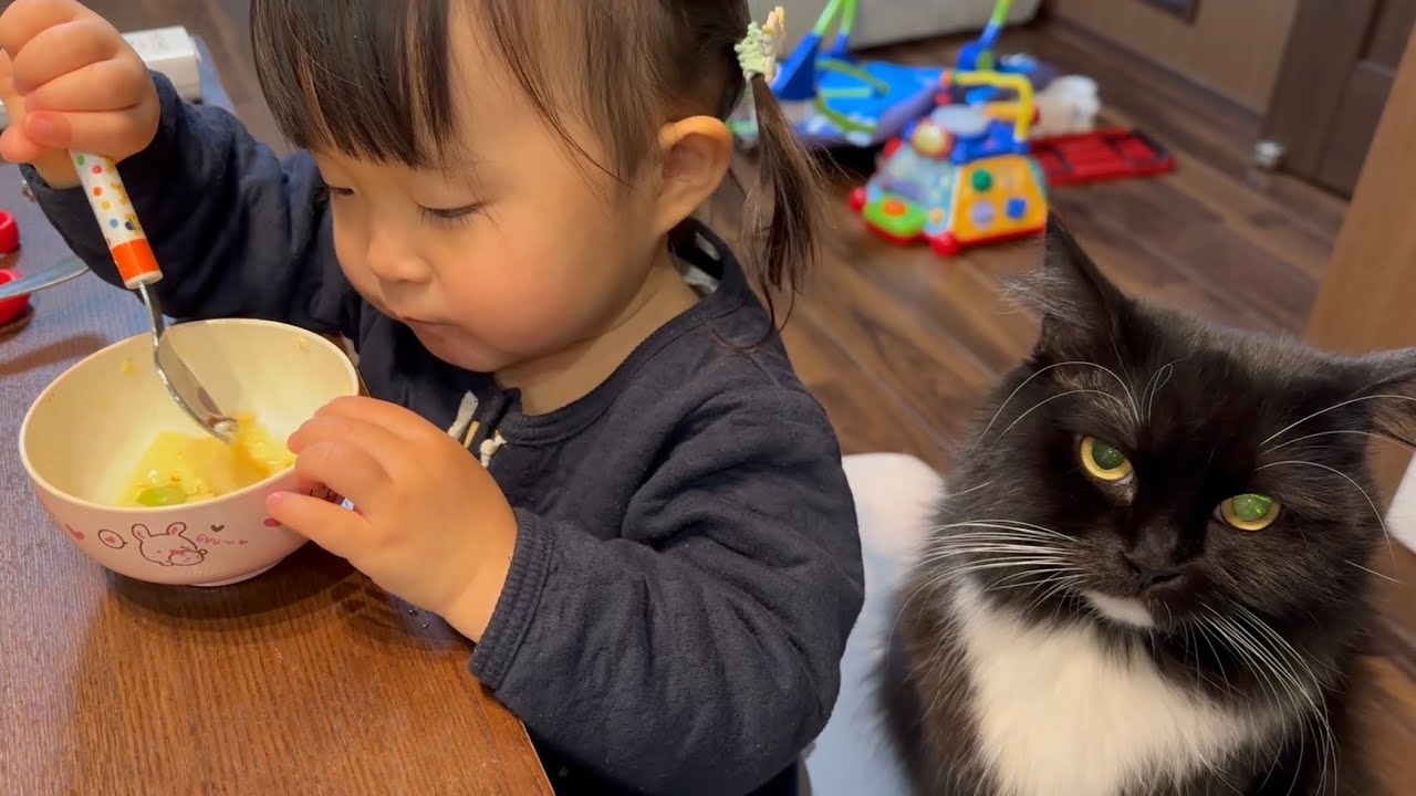 自ら2歳児の後ろに座り触られる猫　ラガマフィンA cat approaches and is touched. Ragamuffin