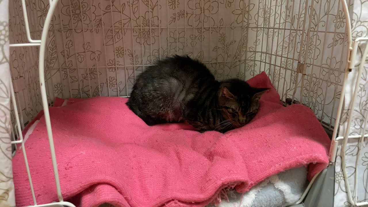 譲渡会の結果報告など雑談ライブ