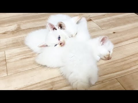 どうなっているかわからない子猫