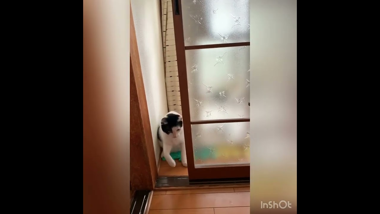 「これが猫タッチにゃ」