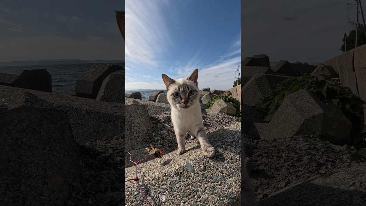 取材拒否するシャム子猫 #cat #野良猫 #野郎が撮った猫動画
