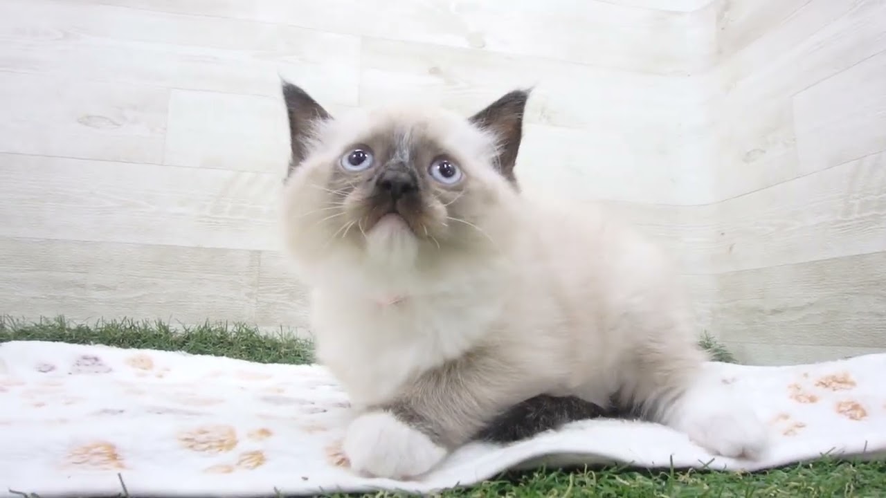 Coo&RIKU　No00657809 ラグドール