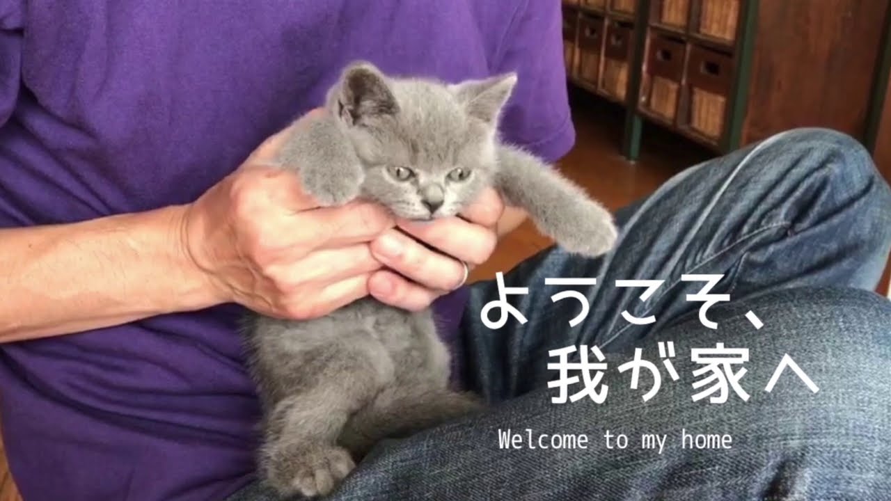 ようこそ、我が家へ【ブリティッシュショートヘア】お迎え初日の様子　子猫の鳴き声がかわいい