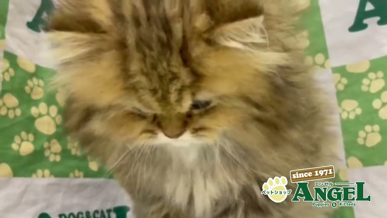 ペルシャ 2312081 【ペットショップエンゼル　子犬・子猫販売】