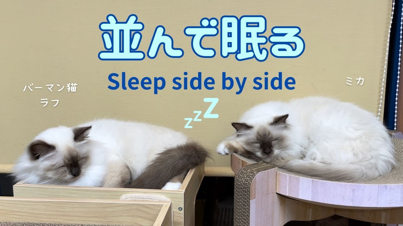 バーマン猫ラフとミカ【並んで眠る】Sleep side by side（バーマン猫）Birman/Cat