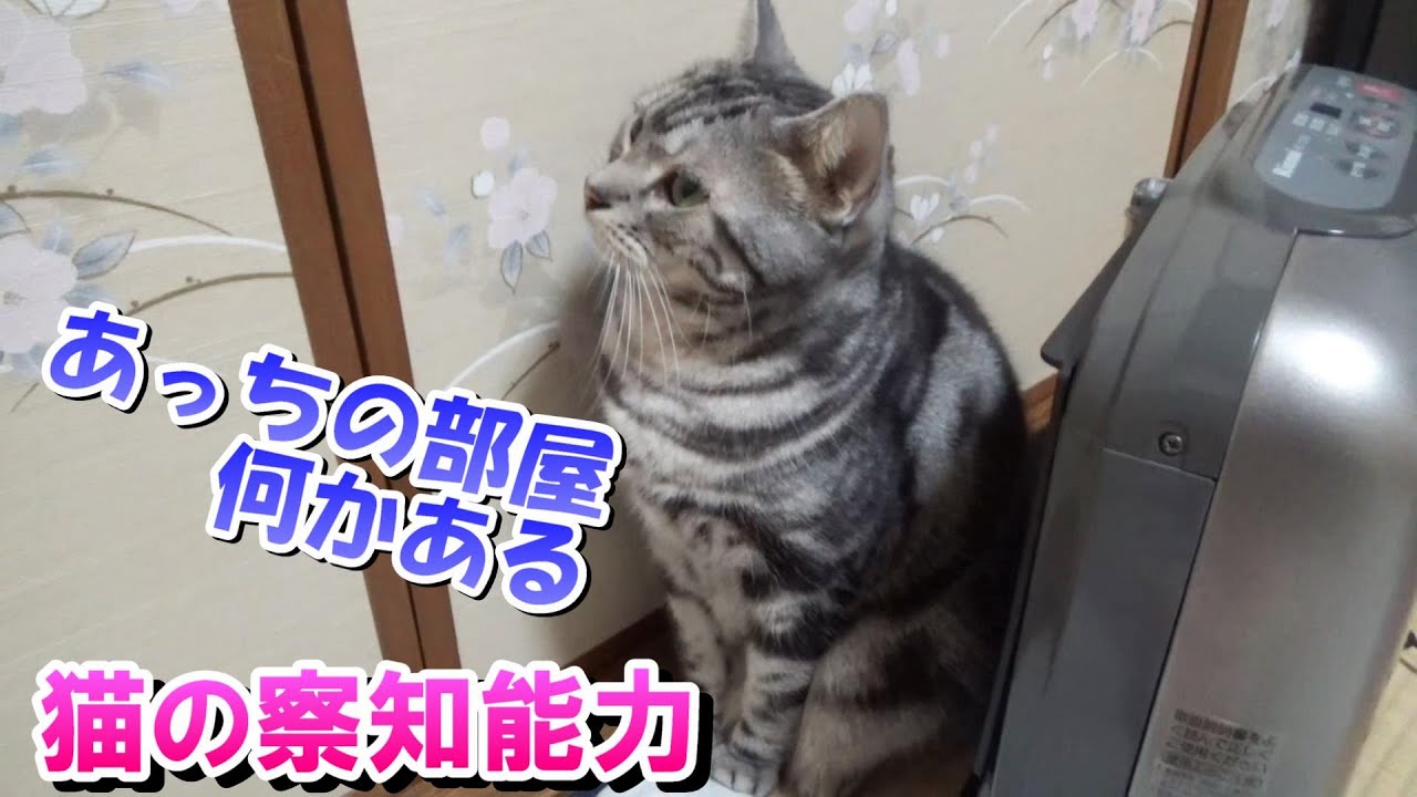 猫の異変を察知する能力（アメリカンショートヘア）
