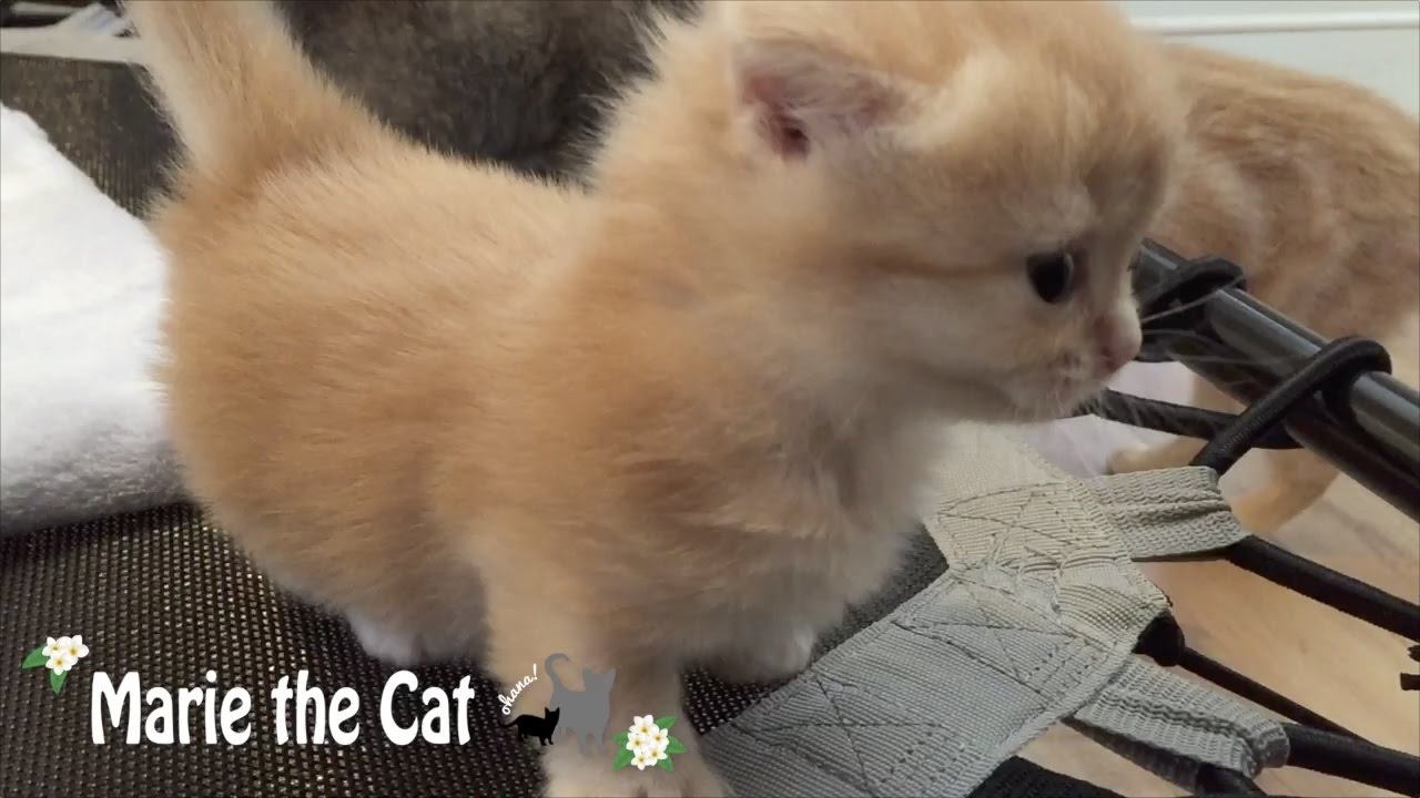 【マンチカン】モコモコの短足の男の子です