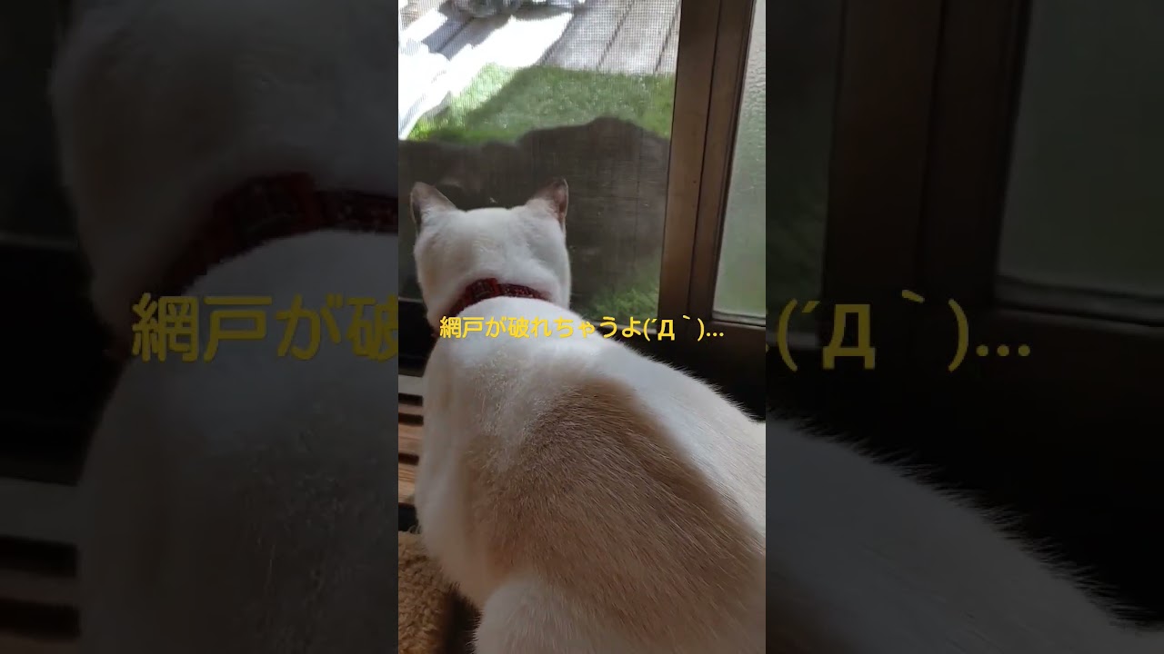 シャム子とちび黒の攻防。